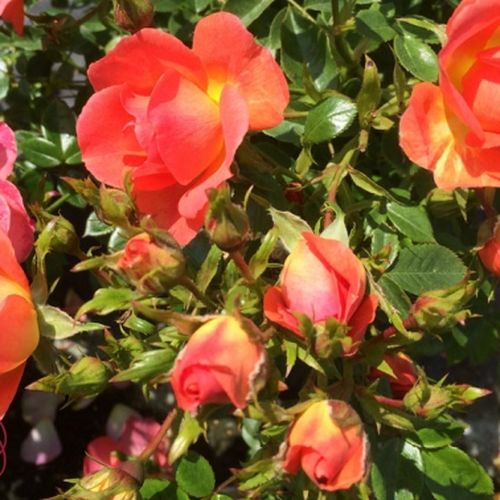 Rosa Tango Showground - portocaliu - Trandafir copac cu trunchi înalt - cu flori mărunți - coroană curgătoare